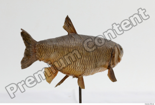 Common chub Squalius cephalus whole body 0007.jpg